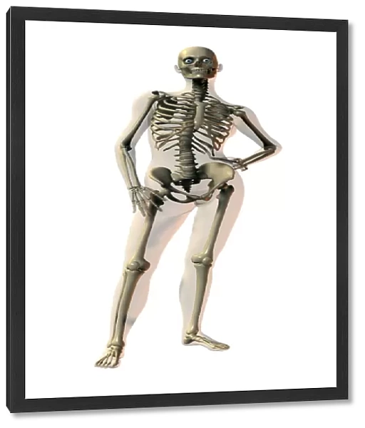 Skeleton. Computer artwork of a standing skeleton