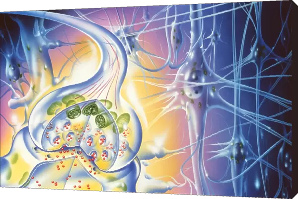 Nerve synapse