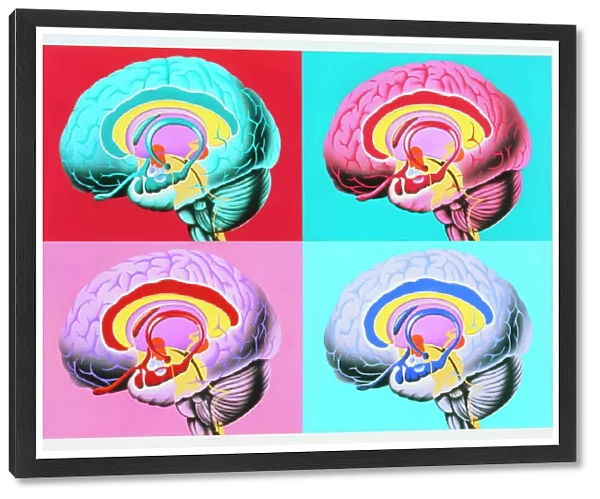 Artworks showing the limbic system of the brain