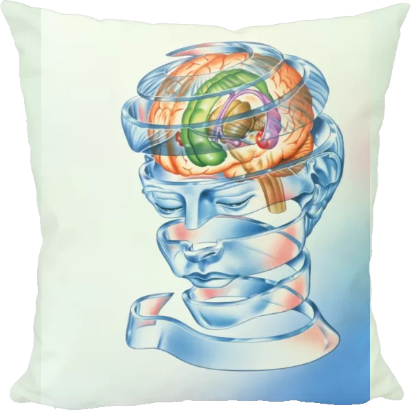 Brain limbic system