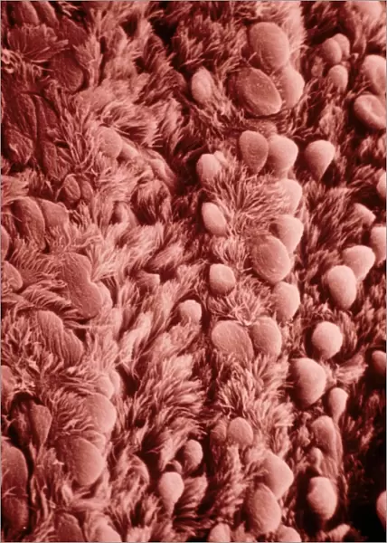False-colour SEM of human bronchial epithelium