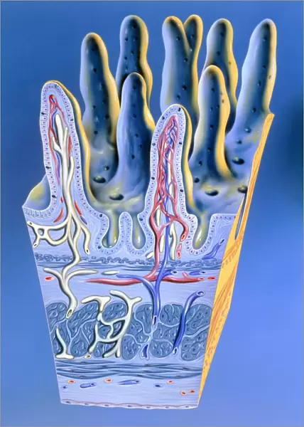 Illustration of intestinal villi