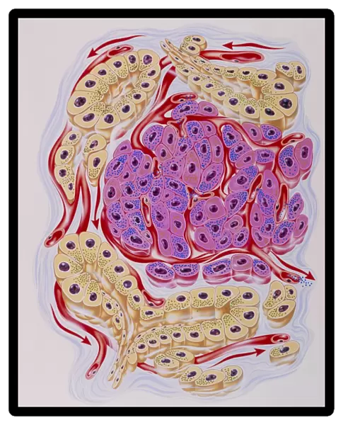 Illustration of human pancreatic secretory cells