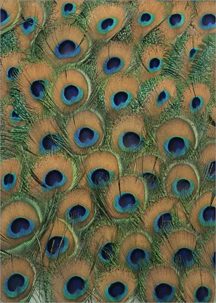Peacock feathers
