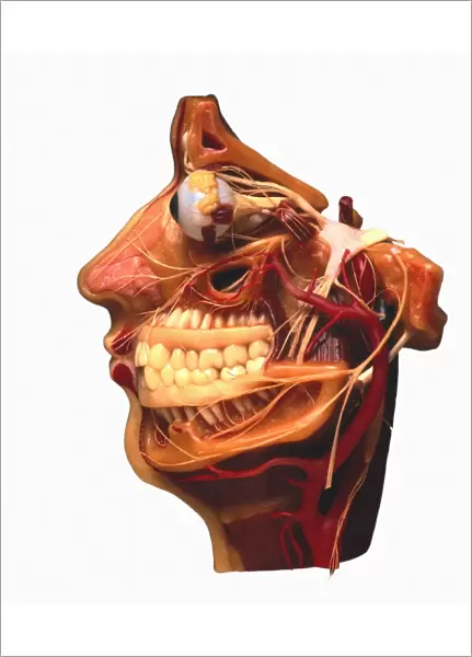 Cutaway model of face