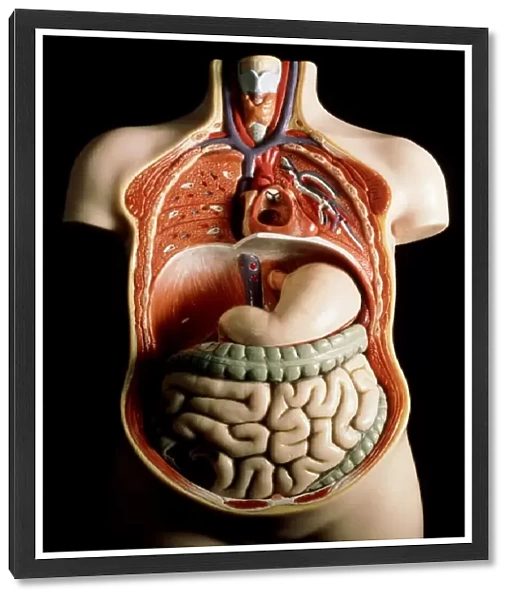 Plastic model of internal human organs