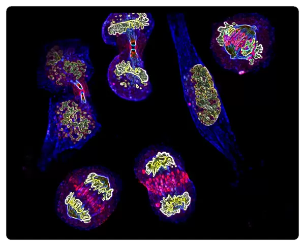 Mitosis. Fluorescence micrograph of six cells at different stages of mitosis 