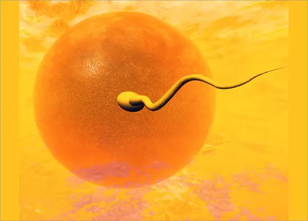 Artwork of sperm and egg just before fertilisation