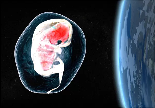Embryo in space
