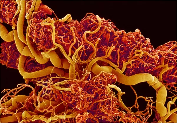 Blood vessels in a frog ovary, SEM