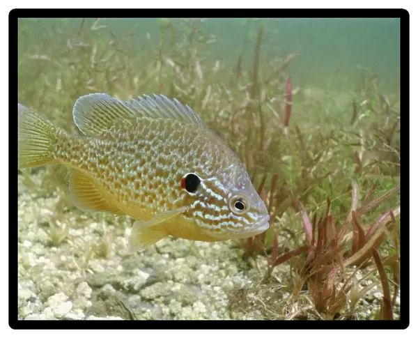 Sunfish hybrid
