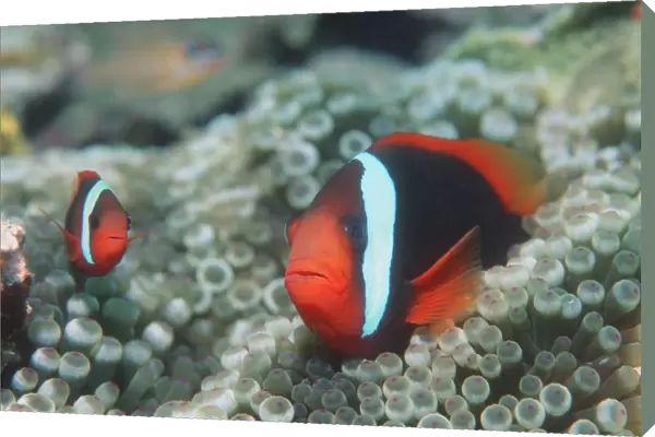 Black anemonefish