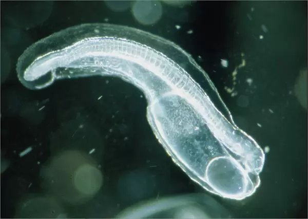 Newly-hatched glass eel embryo, Anguilla japonica