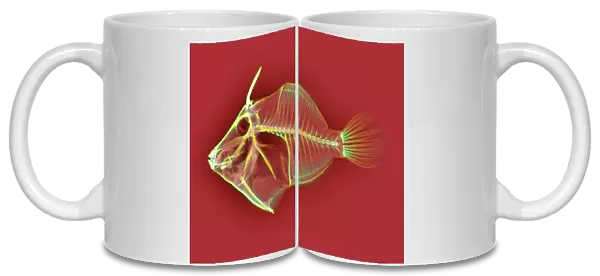 Triggerfish skeleton, X-ray