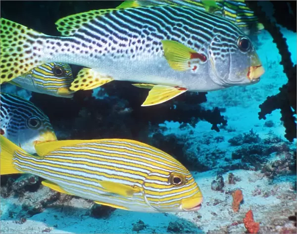 Lined and ribboned sweetlips fish