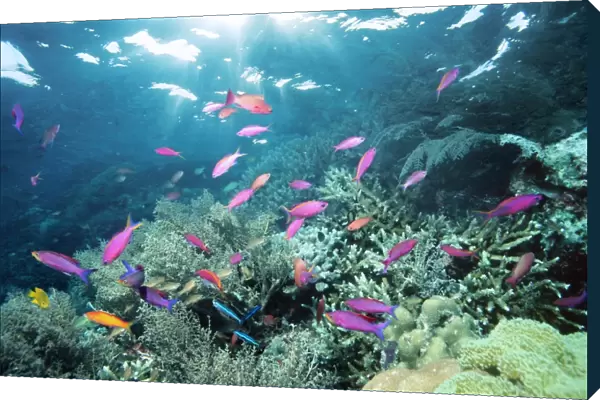 Purple anthias fish