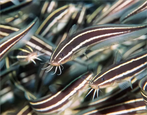 Striped eel catfish shoal