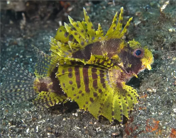 Weedy scorpionfish