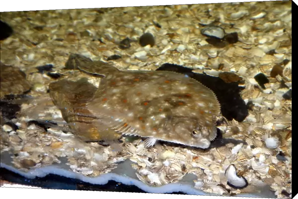 Plaice (Pleuronectes platessa). This is a bottom dwelling flatfish that