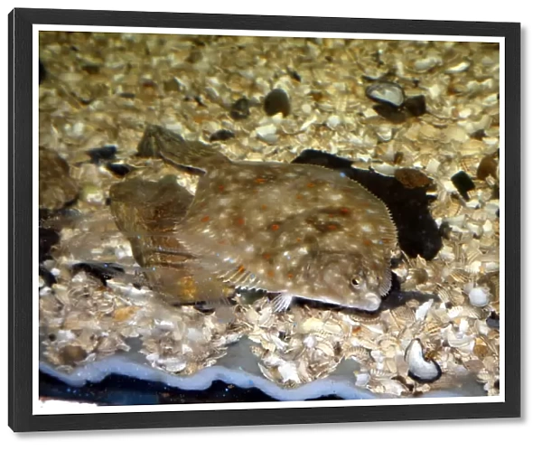 Plaice (Pleuronectes platessa). This is a bottom dwelling flatfish that