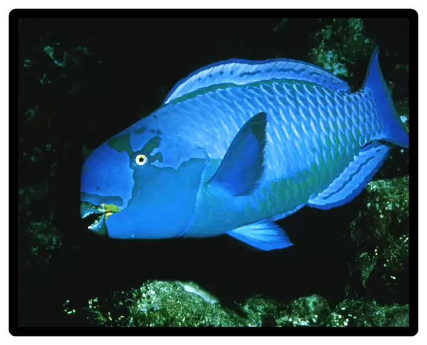 Heavybeak parrotfish