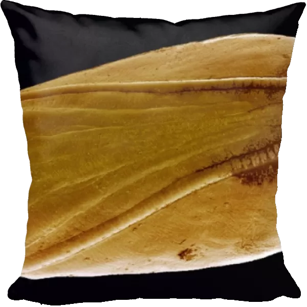 Pupa, SEM. Pupa. Coloured scanning electron micrograph (SEM) of a Lepidopteran pupa