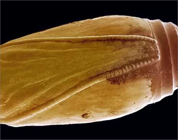 Pupa, SEM. Pupa. Coloured scanning electron micrograph (SEM) of a Lepidopteran pupa