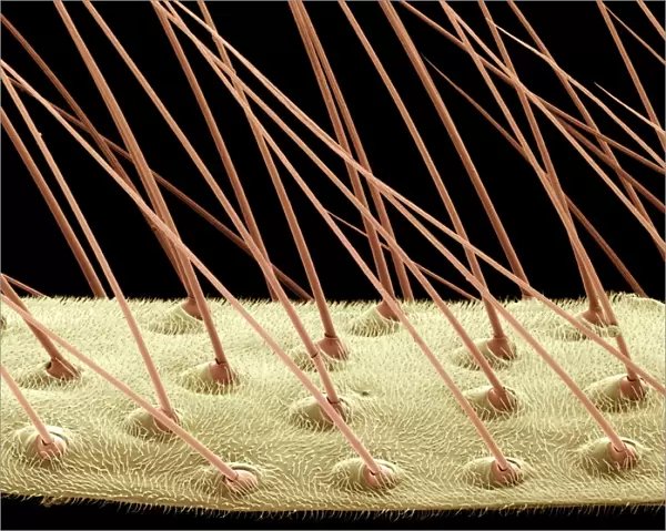 Mosquito wing surface, SEM