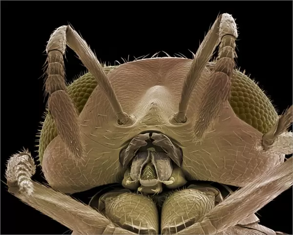 Head of a parasitic wasp, SEM