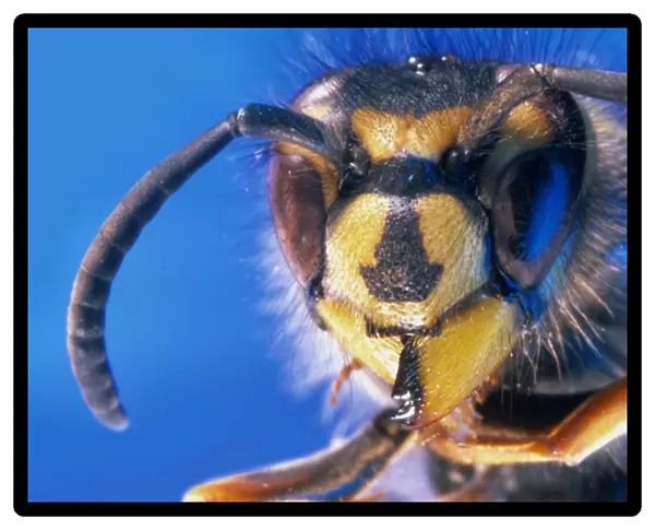 Wasp. Macrophotograph of the head of a wasp (Vespula sp.)
