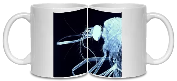Female mosquito head, light micrograph