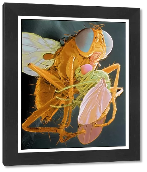 Coenosia fly eating a drosophila