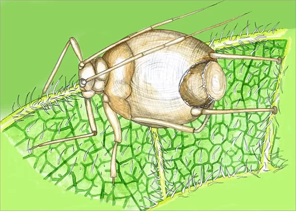 Parasitised aphid