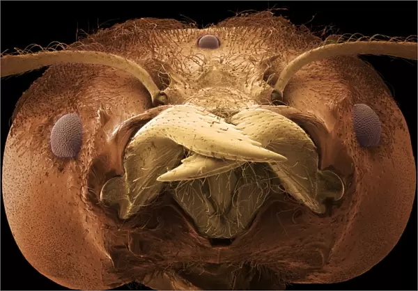 Soldier ant jaws, SEM