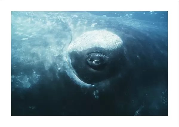 Southern right whales eye