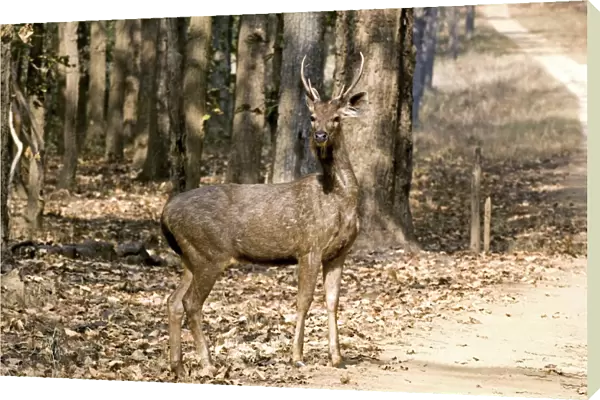 Sambar deer stag