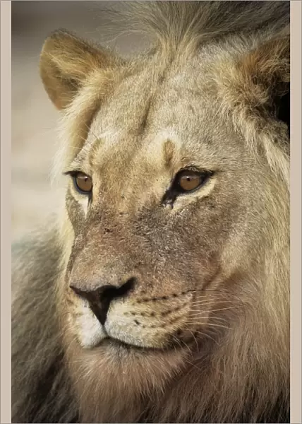 Male lion. Male African lion (Panthera leo)