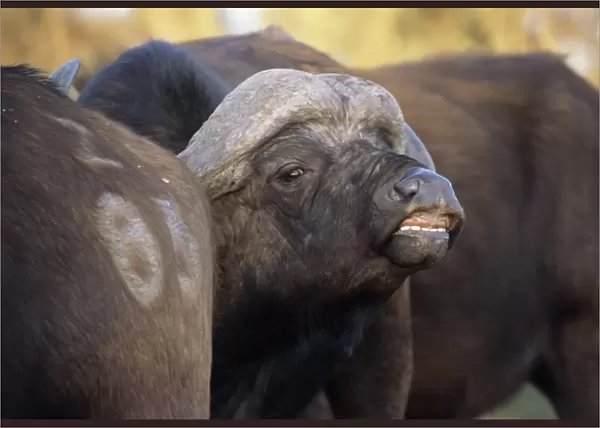 African buffaloes