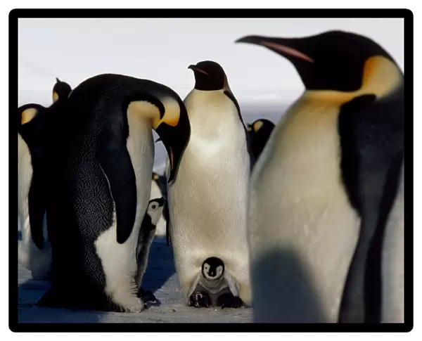 Emperor penguins sheltering chicks