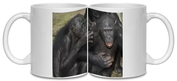 Bonobo apes grooming