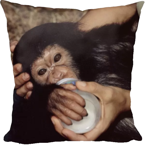 Orphaned chimpanzee