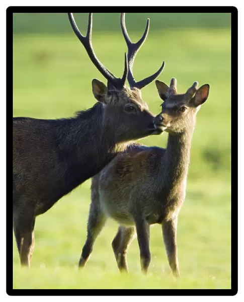 Sika deer stag (Cervus nippon) grooming a juvenile male deer (right)