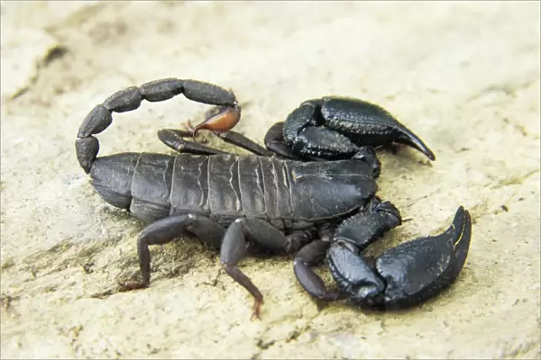 Scorpion (Opisthacanthus capensis). This scorpion
