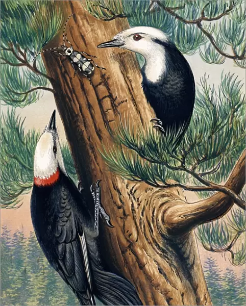 White-headed woodpeckers