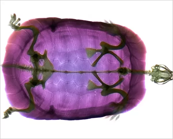 Turtle, coloured X-ray. The head of the turtle is at right