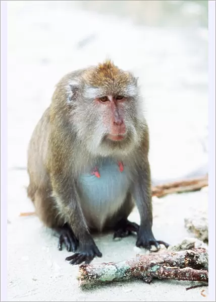 Pregnant long-tailed macaque