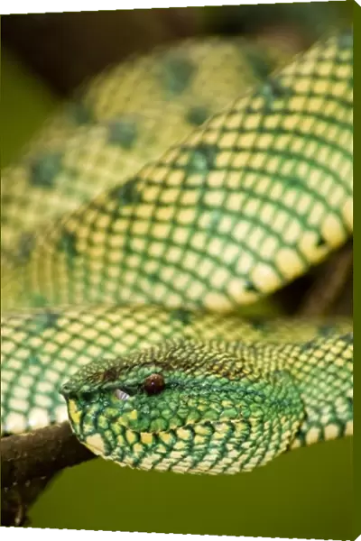 Waglers pit viper