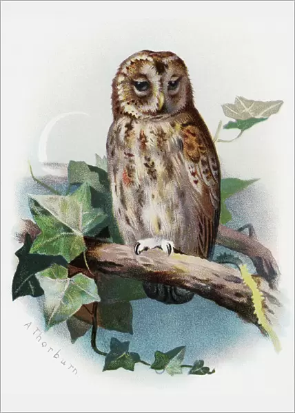 Tawny owl, historical artwork