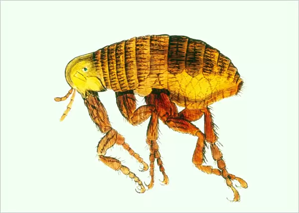 Coloured engraving of a flea (by van Leeuwenhoek)