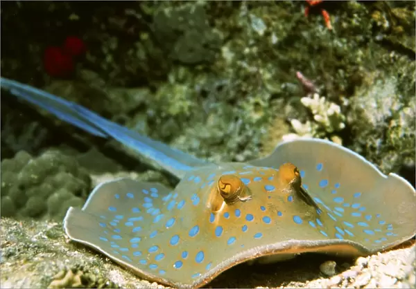 Blue-spotted fantail ray